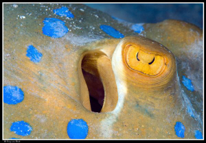 Blue spotted stingray. Up close and personal... by Dray Van Beeck 
